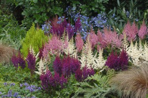Astilbe Visions Mix 3